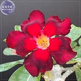 2018年の熱い販売Abysmal sea 'Adenium Desert Rose cv、2種子、プロフェッショナルパック、Big Headed Fire赤＆赤黒花びら