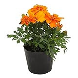 花市場直送便 花苗 マリーゴールド オレンジ 8入