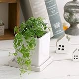 (観葉)パーセノシッサス シュガーバイン 陶器鉢植え ～ダイスM WH～ 受け皿付 本州・四国限定[生体]