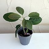 アボカド：フェルテ4号ポット[食味が濃厚で低温にも強い交配品種][果樹の苗木] ノーブランド品