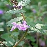 (山野草)カキドオシ(垣通し グレコマ) 3号(1ポット) 本州・四国限定[生体]