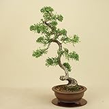 いよじ園　紀州真柏 文人造り （松柏盆栽）