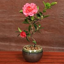 51nBRcpIjLL._AC_UL210_SR210,