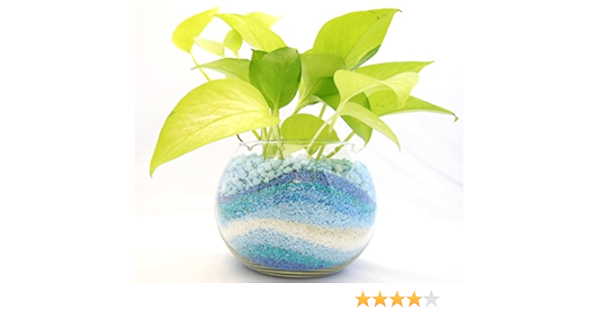Amazon 観葉 植物 ライムポトス ハイドロカルチャー ガラス植え ブルー ボウルs お手入れ簡単 お祝い ギフトに最適 室内で安心な土を使わない 水耕栽培 お部屋にグリーンを置いてきれいな空気でリラックス 観葉植物 オンライン通販