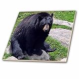 Whiteoak写真動物Prints – Black Bear North Carolina Bear – タイル 8-Inch-Ceramic ブラック ct_24969_3