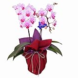 ミディ胡蝶蘭 2本立ち 4号陶器鉢　風呂敷ラッピング　朱/鳩羽