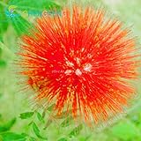 20 pcs Bonsai Albizia Flower Seeds Called Mimosa Silk Tree Seed Rare Garden Potted Plants Rainbow Fl