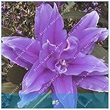 1pcs真のリリーの球根盆栽の植物多年草の花球は種子ではありません急成長花虹の花ホームガーデン5