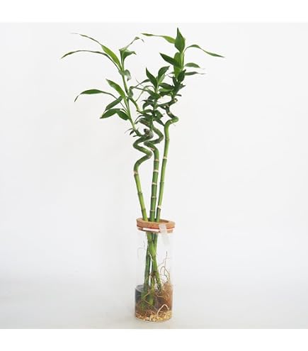 Amazon｜生花【ミリオンバンブー 約50cm前後 5本セット】※花瓶はついて