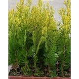 エレガンテシマ苗 3.5号ポット10本セット