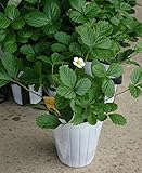 【特選ハーブ苗セット販売】ワイルドストロベリー　１０ポットセット（３号） 【まとめ売り】