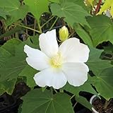 芙蓉（フヨウ）白花の苗