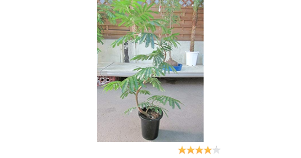 Amazon エバーフレッシュ 曲がり樹形 8号 観葉植物 オンライン通販