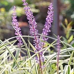 斑入りヤブラン リリオペ フイリヤブラン 5号ポット大苗 宿根草 苗 多年草 耐寒性 常緑 グランドカバー 日陰 花 Amazon