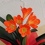 クンシラン4号鉢植え[君子蘭] ノーブランド品