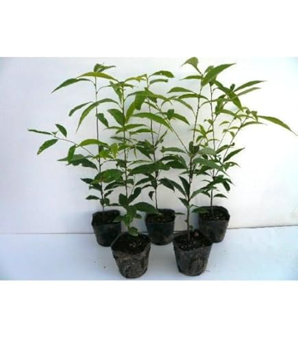 Amazon.co.jp: 白樺苗 白樺シラカバ ジャックモンティー苗 : DIY・工具