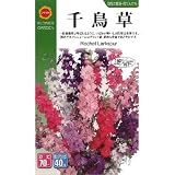 千鳥草 (779)