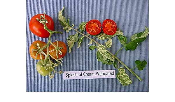 Amazon Co Jp Seed Heirloom Tomato Splash Of Cream Varigated エアルーム トマト スプラッシュ オブ クリーム バリエゲイト 15 Seed Red 19新品種 Diy 工具 ガーデン