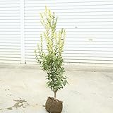 庭木：斑入ヒイラギ（縞ヒイラギ）しまひいらぎ H：80cm