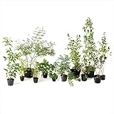 オンリーワン　メインガーデン　植栽セット　ブリーゼ　フォーシーズンズ　やさしい景色　KJ6-SET05