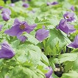 【山野草】シラネアオイ4.5号大株