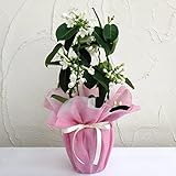 [ギフトに]マダガスカル ジャスミン 4号鉢ラッピング付き ノーブランド品