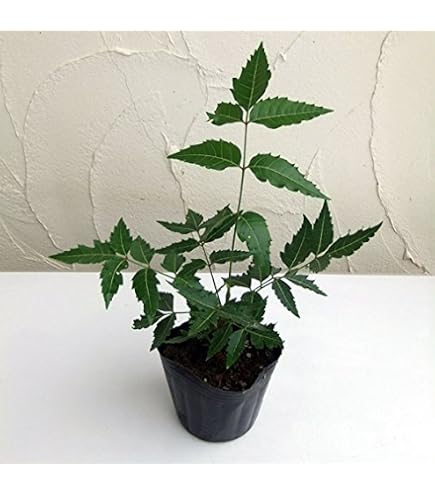 Amazon.co.jp: 【種子】Azadirachta indica◇インドセンダン/ミラクル
