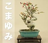 いよじ園 （） こまゆみ 小品盆栽 （いよじ園） ▼ご選択ください,4