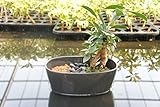 【癒しのミニ盆栽。大人のガーデニングがお部屋で楽しめます】　苔玉庭園　瓦（茶色）　小