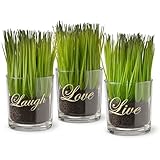 円ガラスNationalツリー会社' Live Laugh Love ' Printedガラスポットwith Artificial Grass (セットof 3 )