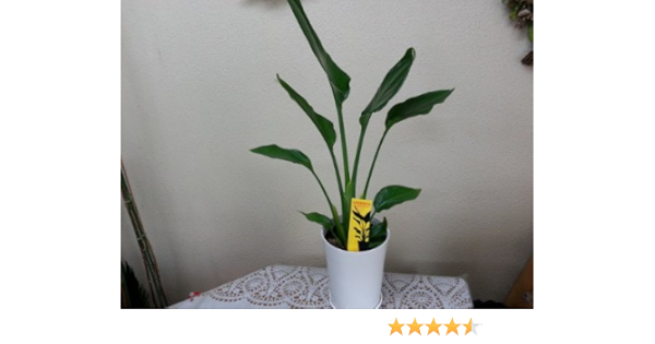 Amazon オーガスタ ストレリチアニコライ 観葉植物 ５号ラウンドスクエア鉢 ギフトラッピング込み 観葉植物 オンライン通販