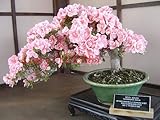 6 colors japanese sakura seeds 2015 new seeds Cherry Blossoms Seeds Japanese Cherry Cerasus Yedoensi