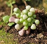 120ピースリトプスシュードトランカテラシアントシードMonilaria Obconica盆栽植物種子用品フリー20