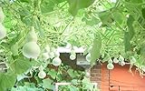 元のパッケージ小アジアのひょうたんの種スーパーハイイールド工芸ひょうたんの種野菜の種（最小ミックス発注$ 5.99です）