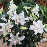 カサブランカ　特大球　３球入