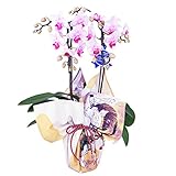 特選ミディ胡蝶蘭 2本立ち ピンク系 4号陶器鉢 ブランド風呂敷ラッピング 風神雷神 綿小風呂敷 約50cm 祥雲/クリーム