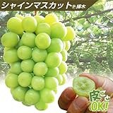 国華園　果樹苗　ブドウ　シャインマスカットP挿木　2株