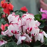2016新着ホワイトレッドシクラメンの花の種子開花植物屋内バルコニー盆栽100粒子/ロット