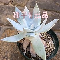 51nSTQpUAaL._AC_UL210_SR210,