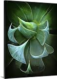 Mike Moatsプレミアムシックラップキャンバス壁アート印刷題名Agave 30" x 40" 2124407_24_30x40_none
