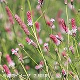 山野草:ピンクタンナワレモコウ 9cmポット苗【紫桜館山の花屋】
