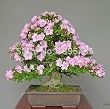 Flower bonsai seeds flower plant bonsai indoor petunia petals flower seeds bonsai balcony -20 pcs