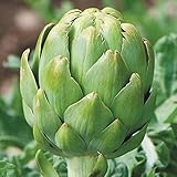 【メール便配送】　国華園　野菜たね　グリーンアーティチョーク　インペリアル　1袋(20粒)【※発送が国華園からの場合のみ正規品です】