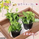 (観葉)バニラの木 3号(お買い得3ポットセット) 本州・四国限定[生体]