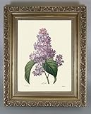 BiblioArt Series　P.J.ルドゥーテ 「ライラック」 金縁額装品