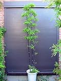 黒竹 鉢植え 180 クロチク くろたけ 常緑樹