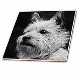 3drose Scenes from the Pastマジックランタン – ヴィンテージマジックランタンスライドCairn Terrier DogエドワードEra – タイル 6-Inch-Ceram