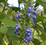 USDAオーガニック GMOフリー チアシード Chia サルビア・ヒスパニカ 種子 1G入り