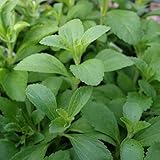 [タネ]ステビアの種 1袋[3～5月まき　砂糖の代わりになる甘味料として知られるハーブ] ノーブランド品