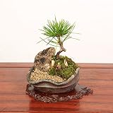盆栽:黒松と福寿草寄せ植え*